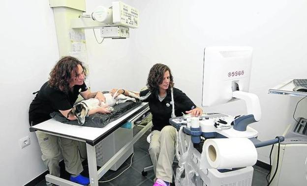 Dos especialistas realizan una ecografía a uno de sus peludos pacientes.
