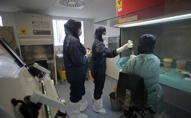 Personal de laboraratorio prepara el material procedente de las donaciones para trasplantes.