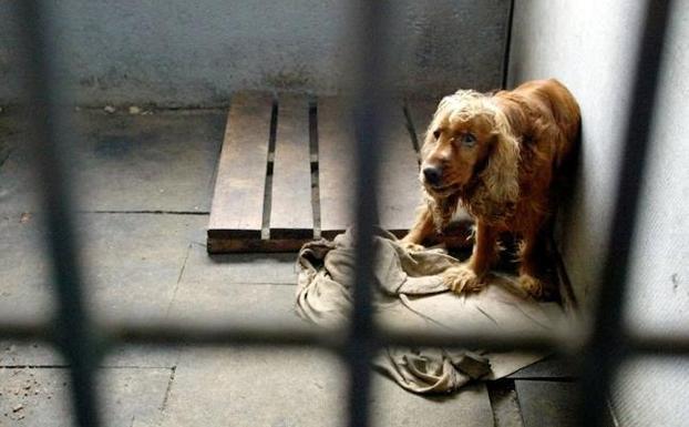 Diez meses de cárcel por tener a su perra en estado de abandono y desnutrida