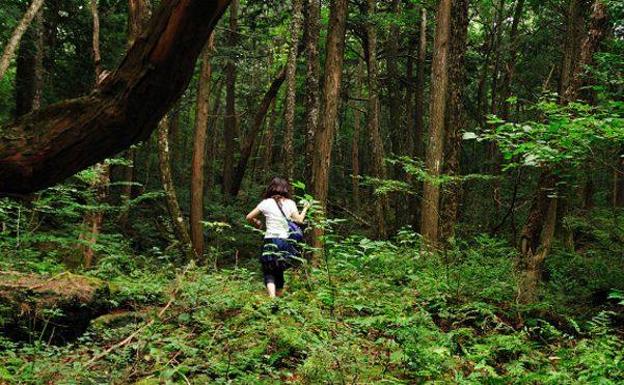 Aokigahara, el bosque de los suicidios Aokigahara, el bosque de los suicidios