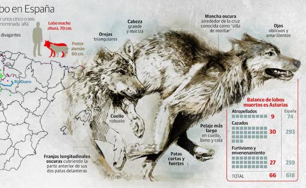 Asturias no deja crecer la población de lobos