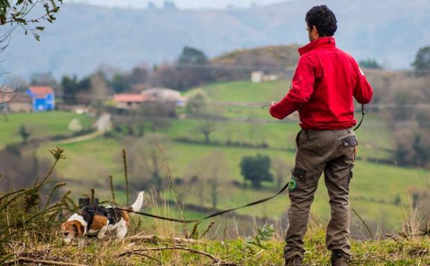 'Bruji' olfatea un terreno junto a su adiestrador, Miguel de Prado. /UCRPA