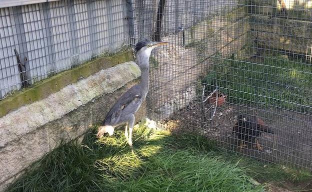 El zoo El Bosque de Oviedo rescata una garza real El zoo El Bosque de Oviedo rescata una garza real
