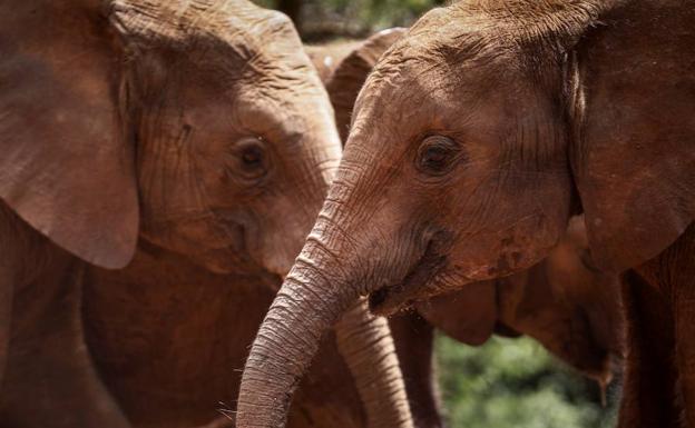 Varias crías de elefante en el refugio de elefantes. /Dai Kurokawa (Efe)