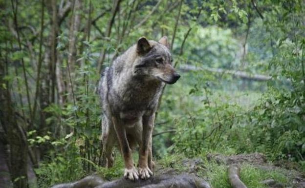 Un ejemplar de lobo ibérico fotografiado en el zoo de La Grandera, en Soto de Cangas. /NEL ACEBAL