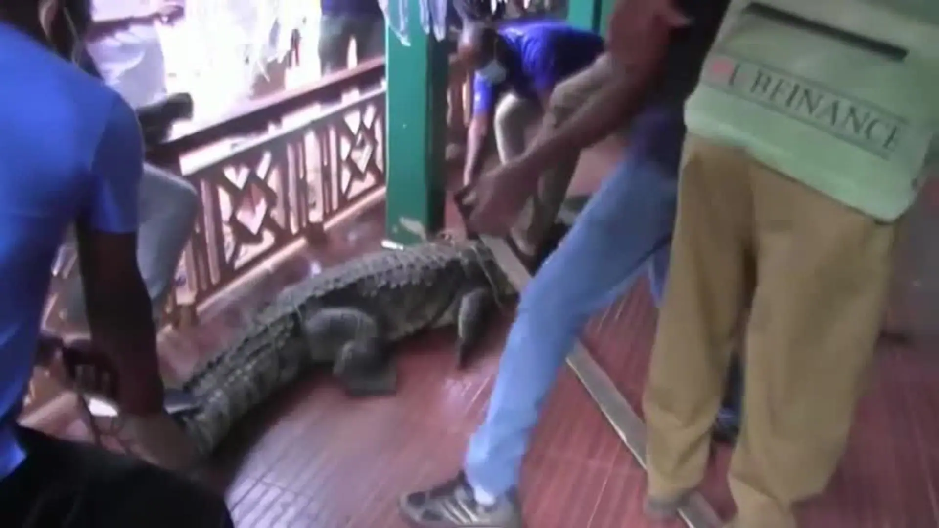 Una Ni A Se Encuentra Con Un Cocodrilo De Casi Metros Al Abrir La