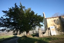 El tejo más cercano a la iglesia tiene una edad de entre 400 y 500 años. / NEL ACEBAL/