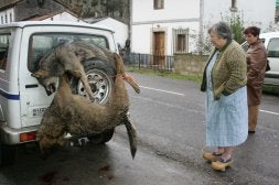 Una mujer contempla dos lobos muertos en una operación del Principado./ NEL ACEBAL./
