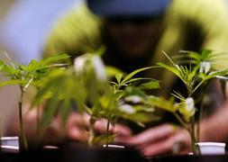 Un aficionado atiende la germinación de una serie de plantas de marihuana. :: E. C./