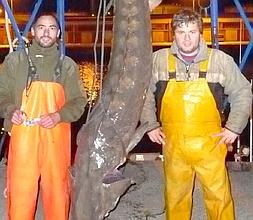 Los pescadores Ovidio y Enzo, con el esturión. :: ACUARIO DE GIJÓN/