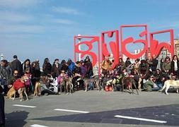 Algunos de los participantes en el paseo organizado por la asociación Galgoastur ayer en Gijón posan en el puerto deportivo. :: A. F./