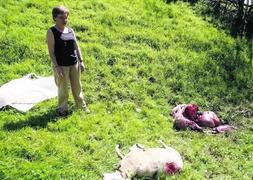 Begoña García muestra los restos de los corderos devorados por el oso, muy cerca de Tuiza de Arriba, en Lena. :: JESÚS MANUEL PARDO/