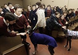 Los galgos se ganan el afecto en las Doroteas