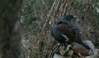 'EL MANSO'. El urogallo de Nieves, en el concejo de Caso, antes de ser apresado por los guardias de Medio Ambiente. / NOSTI/