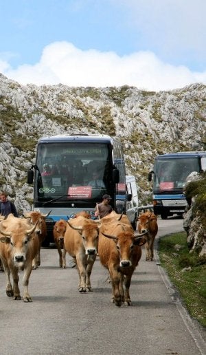 Los autobuses del Plan, tras un rebaño de vacas, en los Lagos. :: N. A./