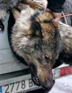 Lobos abatidos cargados en un remolque. :: E. C./