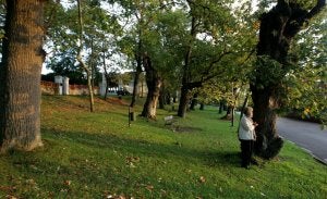 El Somió rural. Soledad Lafuente, al lado de uno de los árboles de la carbayera de Laviada, muy cerca de la popular 'cuesta del perru'. :: FOTOS JOAQUÍN PAÑEDA/