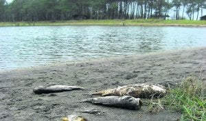 Algunos de los peces muertos junto a la Poza de Navia. :: I. G./