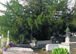 El emblemático tejo de Salas, ubicado en el cementerio municipal, presenta un grave proceso de deterioro en la copa. :: I. GÓMEZ/