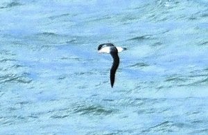 Ejemplar de albatros avistado por Mavea. ::
G. MAVEA/