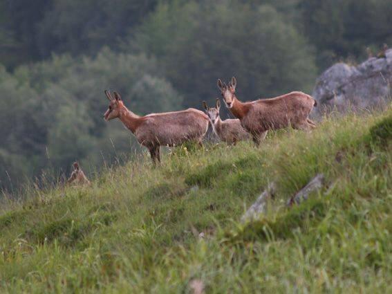 Los rebecos se asientan en la sierra del Aramo