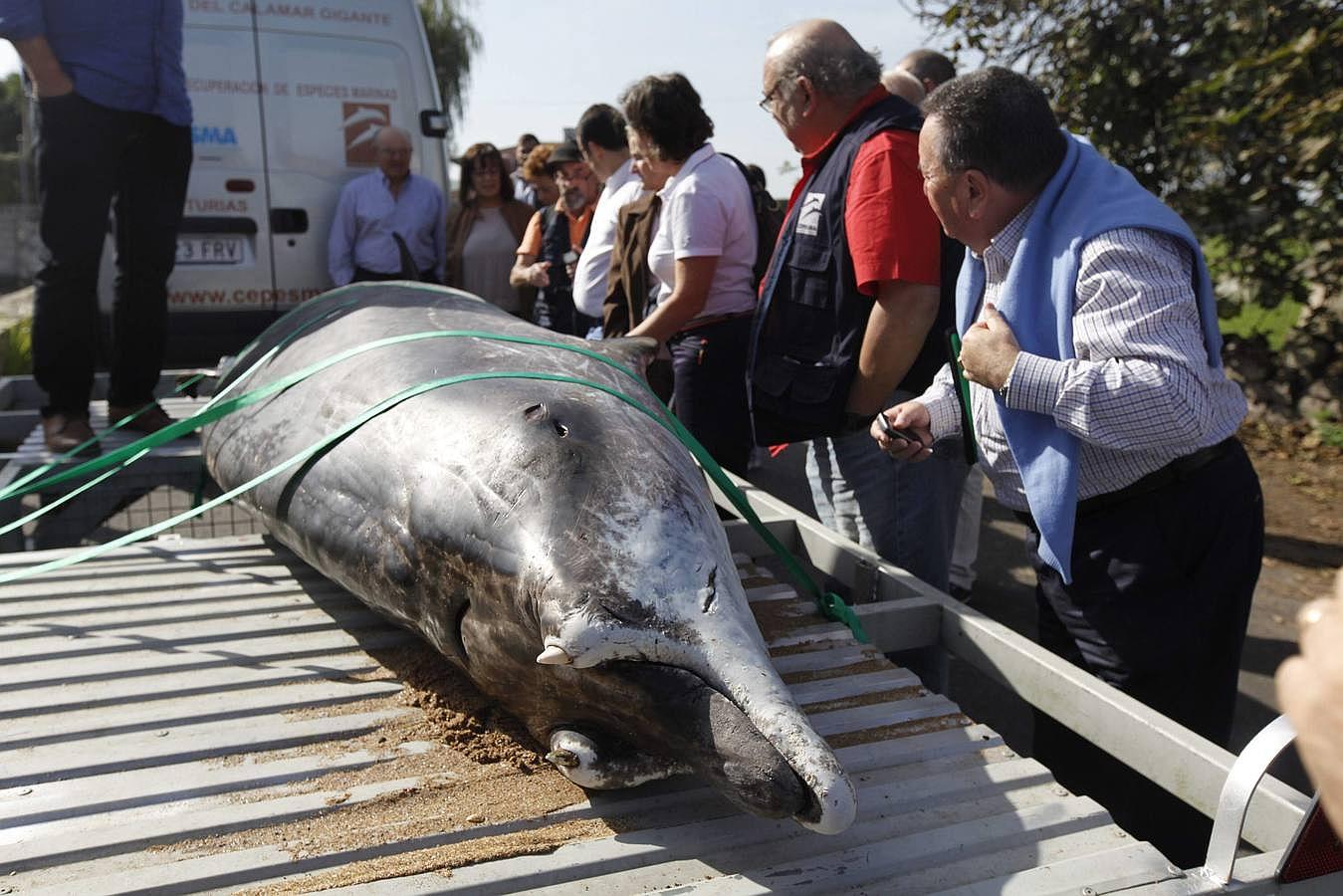 Aparece un extraño cetáceo en la playa de La Griega