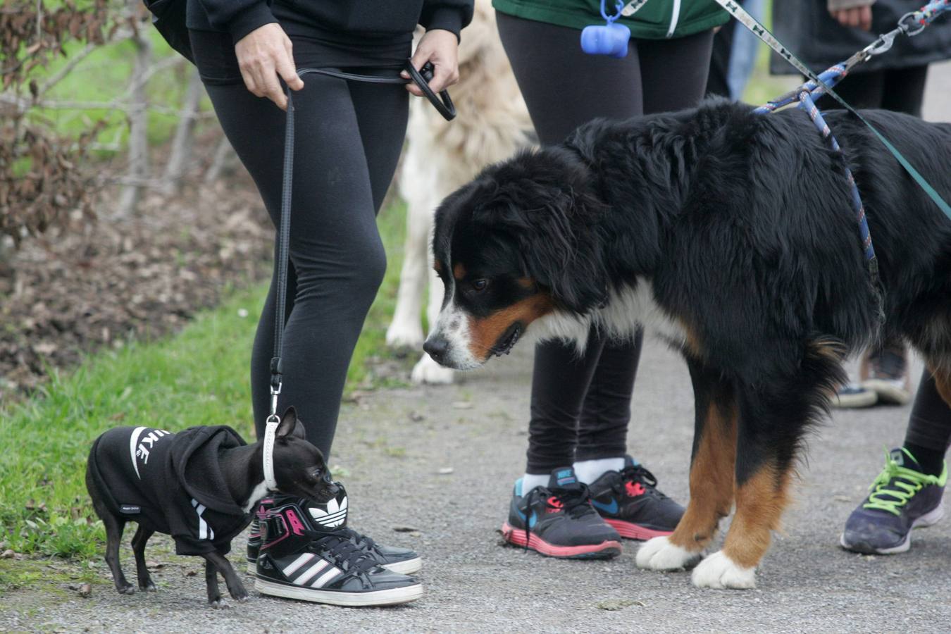 La San Silvestre de los perros