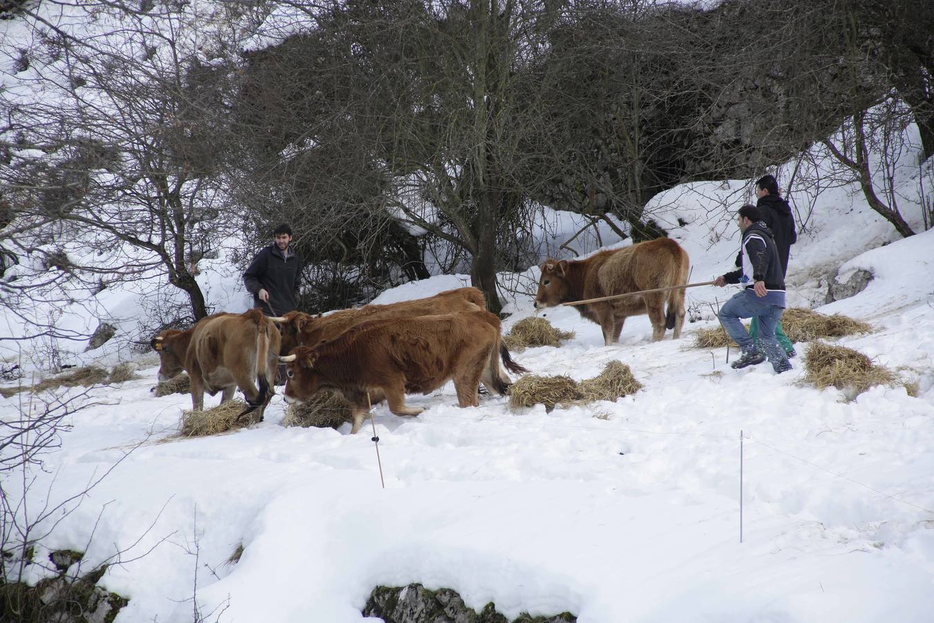 La dura vida en la nieve