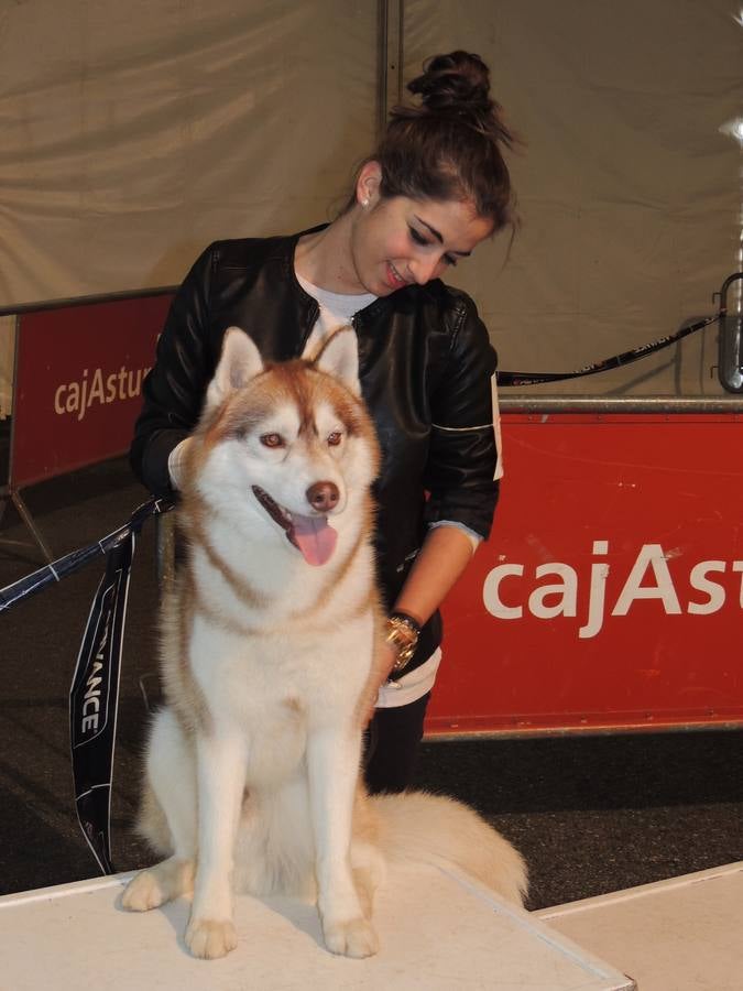 Feria del Perro de Tineo