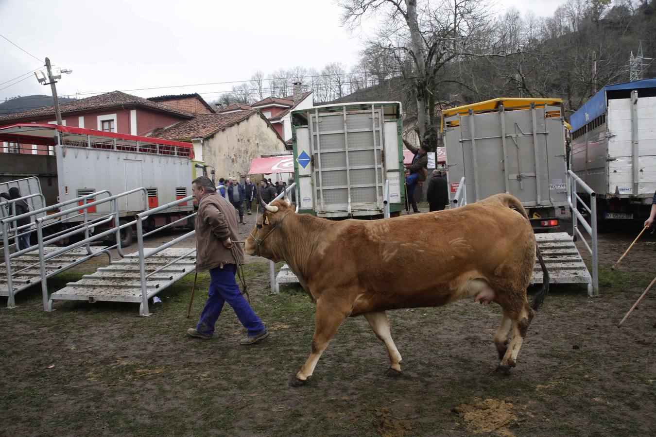 Corao acogió su tradicional feria de marzo con presencia de unas 1.300 cabezas de ganado