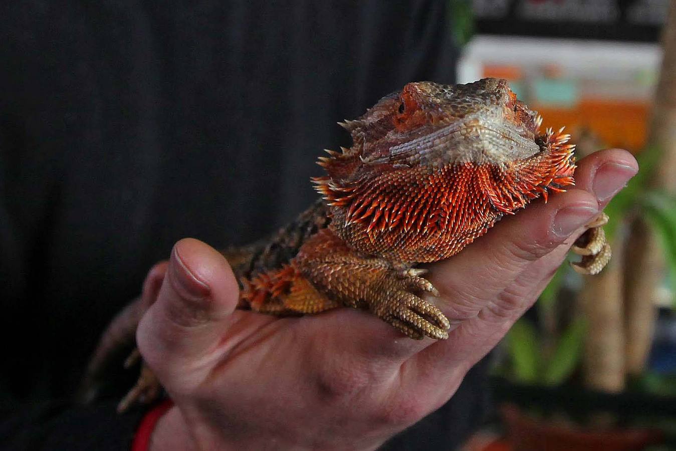 Las mascotas, protagonistas en la feria Principets