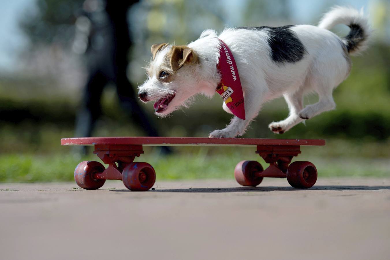 Feria canina en Alemania