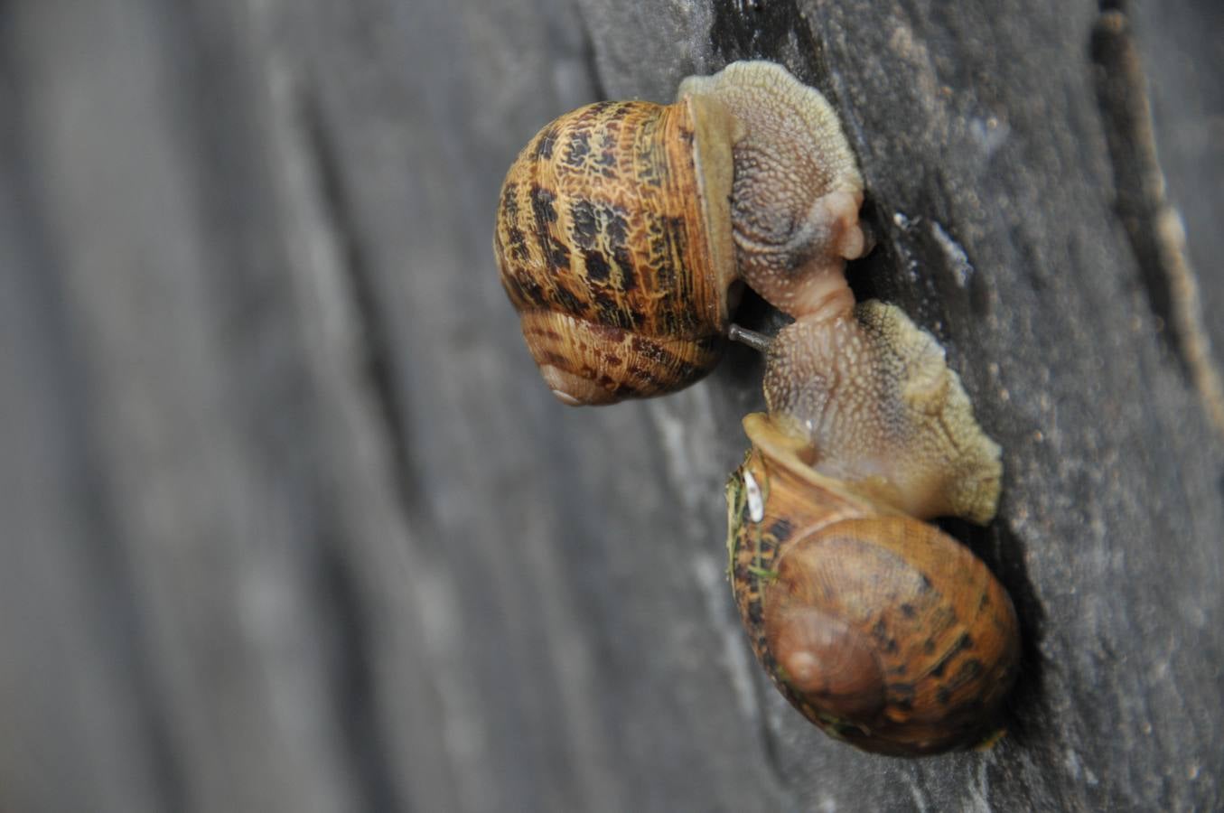 Maratón fotográfico en el Botánico (Fauna II)