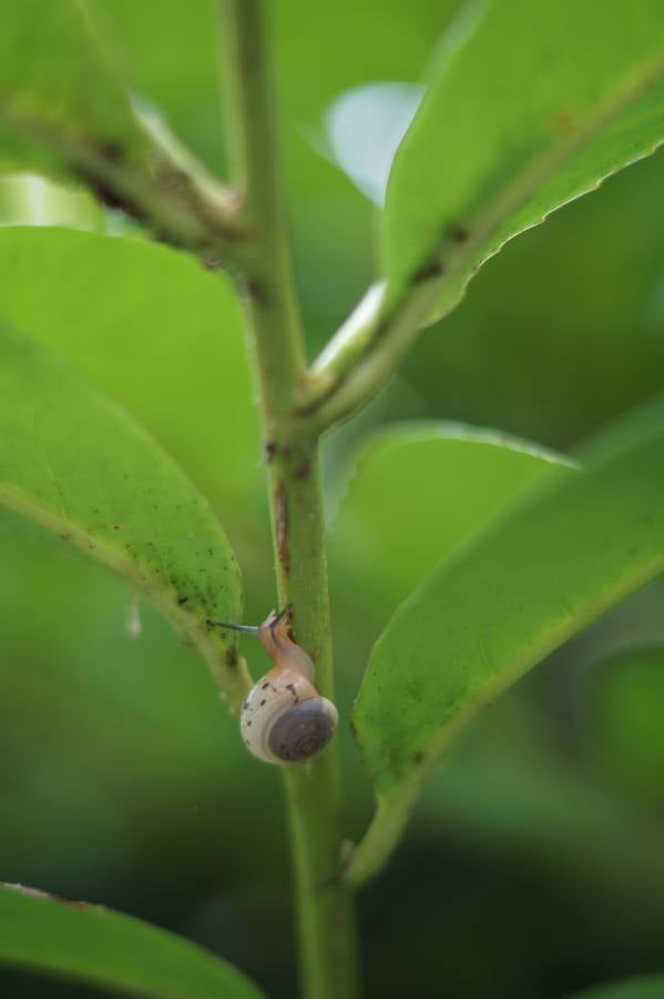 Maratón fotográfico en el Botánico (Fauna I)