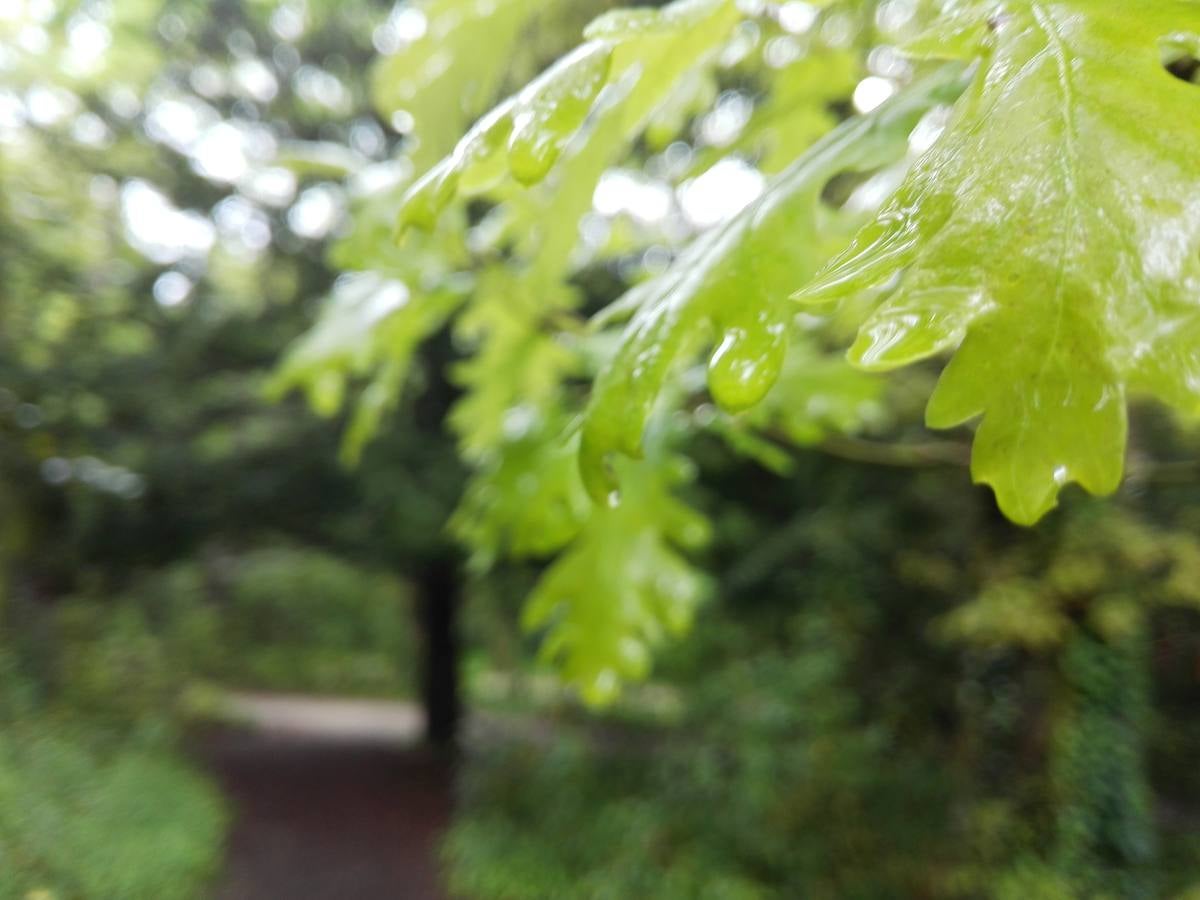 Maratón fotográfico en el Botánico (Fotos con móvil)