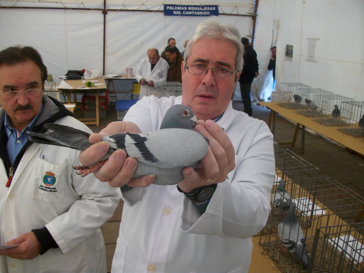 Exposición regional de palomas mensajeras en El Franco