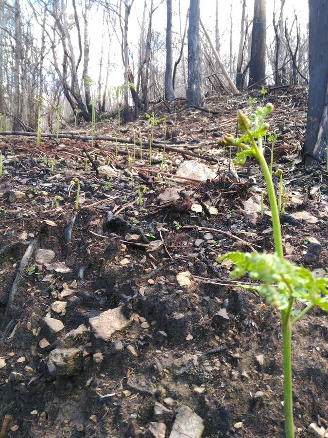 El Franco camina en apoyo a los afectados por los incendios