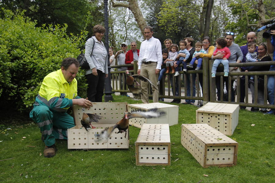 Suelta de patos en el Campo San Francisco