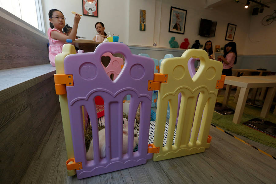 Café para los amantes de los conejos en Hong Kong