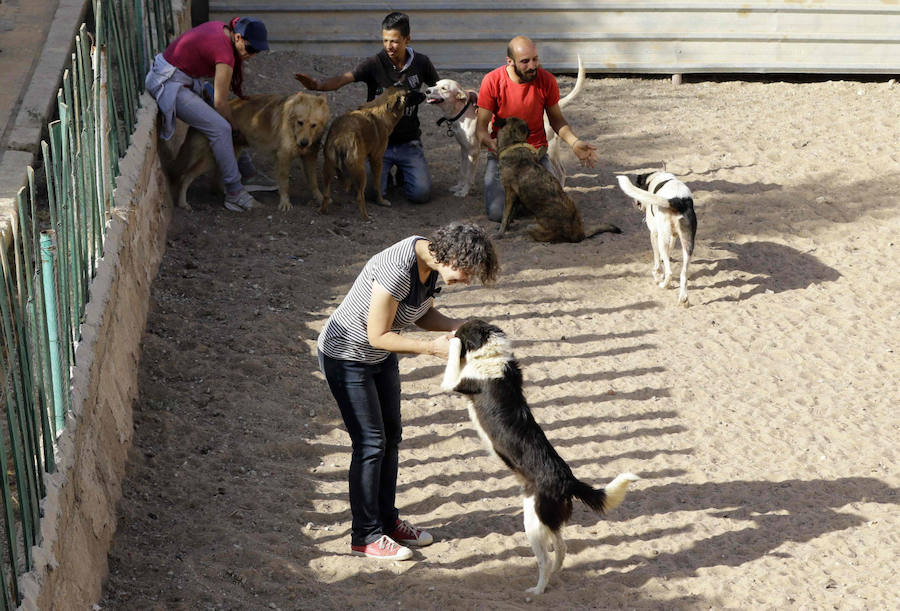 Refugio de guerra para mascotas en Siria