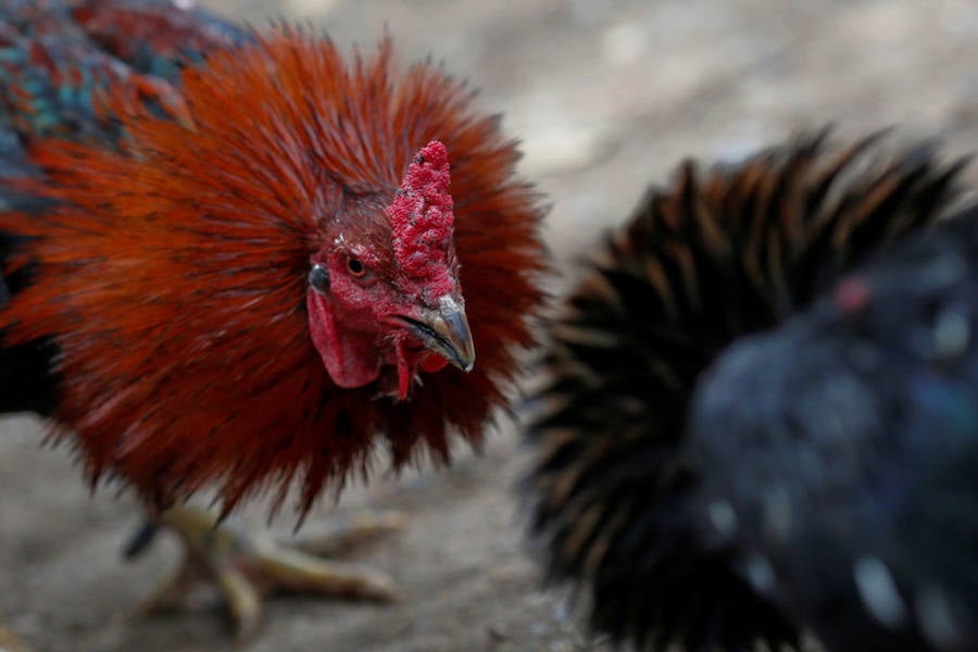 Pelas de gallos en Tailandia