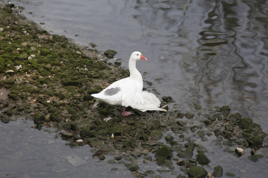 Rescate de una oca herida en Gijón