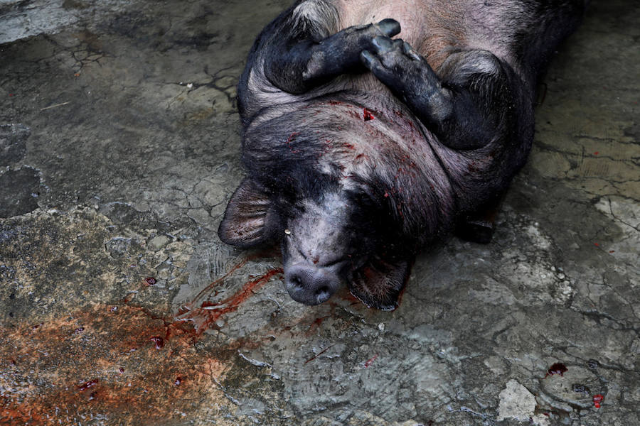 Cerdo sagrado en Taiwán