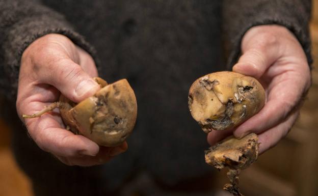 El Principado toma medidas para evitar que los turistas trasladen patatas en verano
