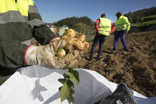 El Principado de Asturias prohíbe a los turistas llevar patatas de los concejos con polilla