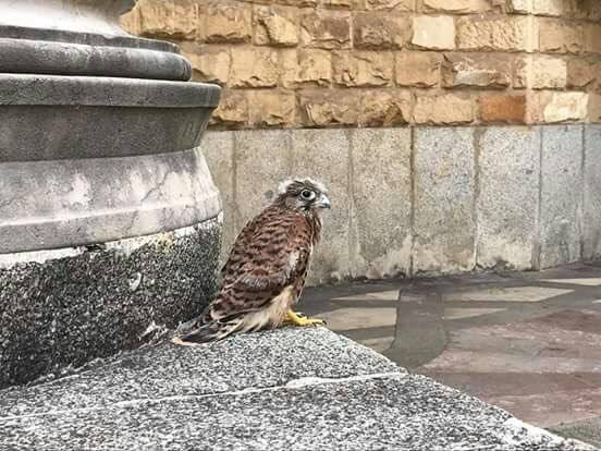 Rescatan a una cría de cernícalo en el patio de la Laboral en Gijón