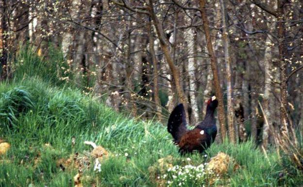 El urogallo cantábrico, en riesgo de extinción