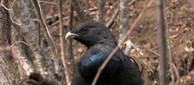 Medio Ambiente declara al urogallo en «situación crítica» por su alto riesgo de extinción