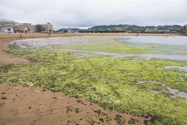 El PP emplaza a poner fin a la presencia de algas en El Arbeyal en pleno verano