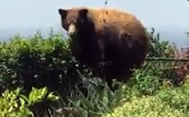 ¿Un oso en un jardín de Proaza?